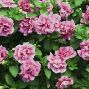 Sweetsunshine Compact Pink Red Veins39